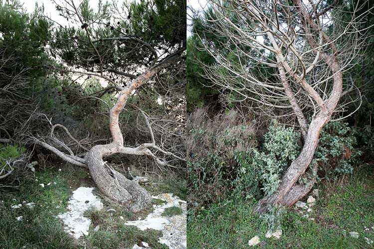 NATURSCHUTZGEBIET PREMANTURA ISTRIEN